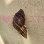 UTT, Agri Ministry collaborate for symposium on Giant African Snail
