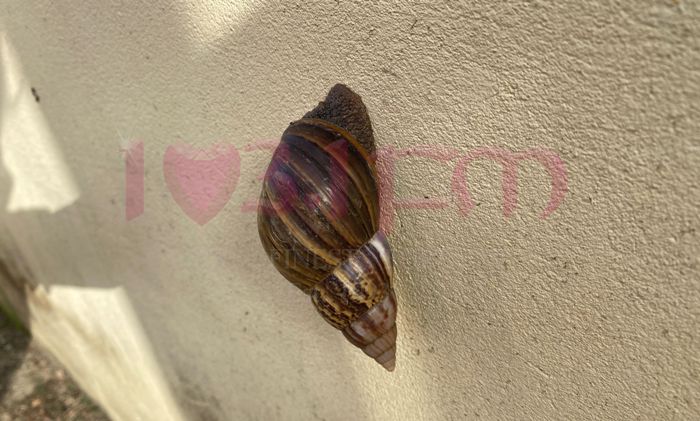 Giant African Snail