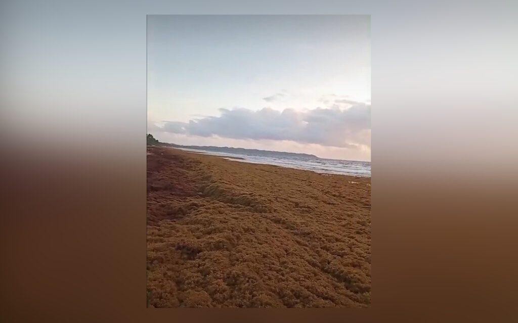 Mayaro sargassum 21 07 25