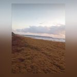 Mayaro sargassum seaweed clean up to begin soon