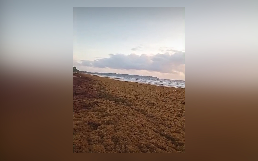Mayaro sargassum 21 07 25