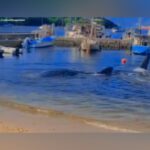 Dead whale shark moved into deeper waters for natural decomposition