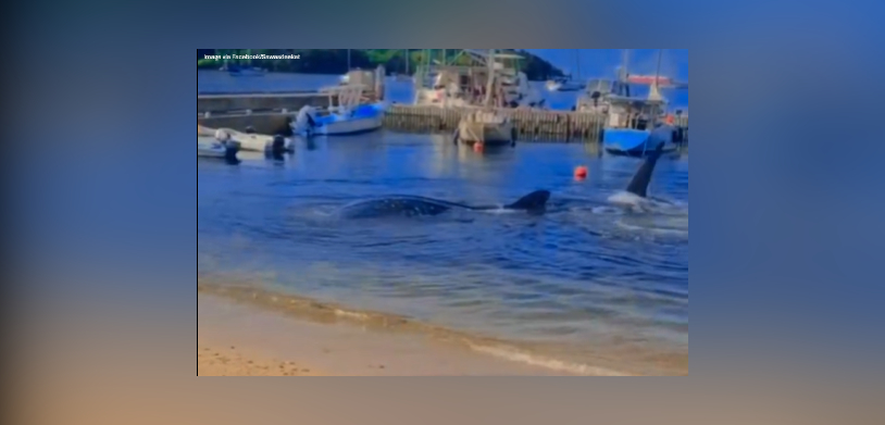 whale shark june 2025