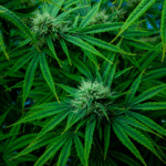 Sophisticated cannabis grow-houses found in Biche