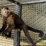 Monkey caught in carpark not from the Emperor Valley Zoo