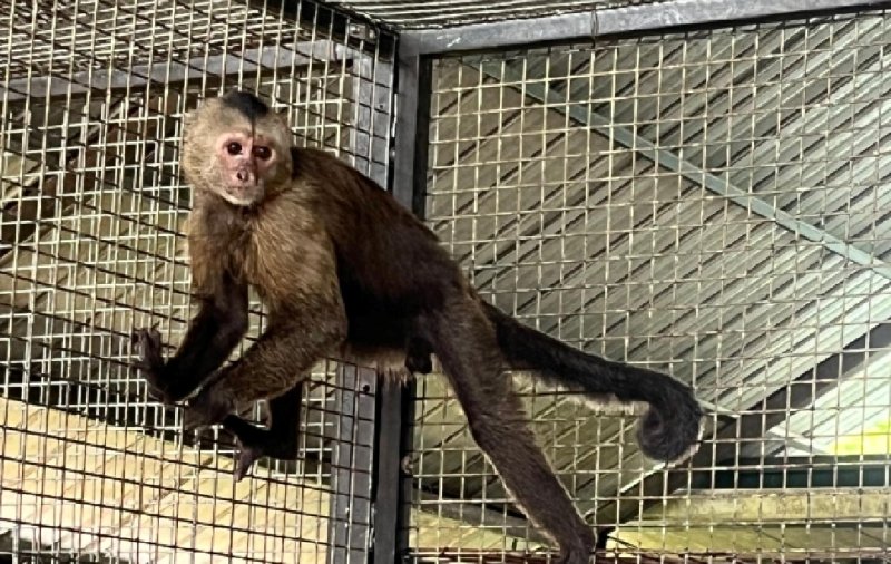 Monkey