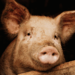 PRRS depopulation exercise completed