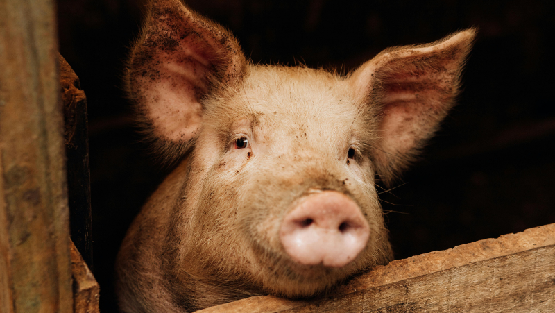 Pig