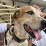 UWI vaccinates over 400 pets against Rabies