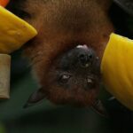 No recent increase in bat biting or rabies, assures Agriculture Ministry