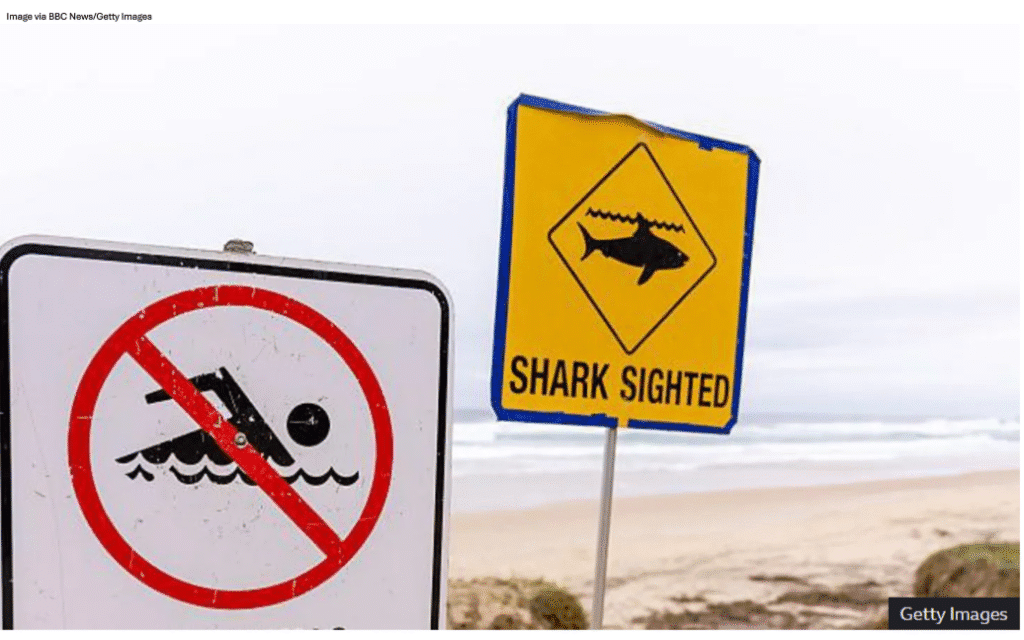 shark australia