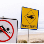 Surfer killed in Sydney shark attack