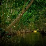 EMA Halts Caroni Krab Dash to Protect Scarlet Ibis and Caroni Swamp