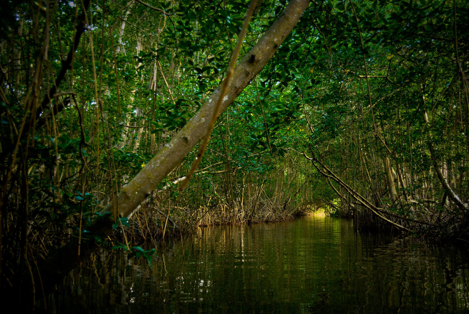 caroni swamp
