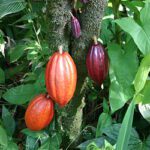 Regional Dialogue on Caribbean Cocoa Industry Development Opens at UWI