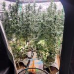 Four Arrested in Cannabis and Cocaine Busts