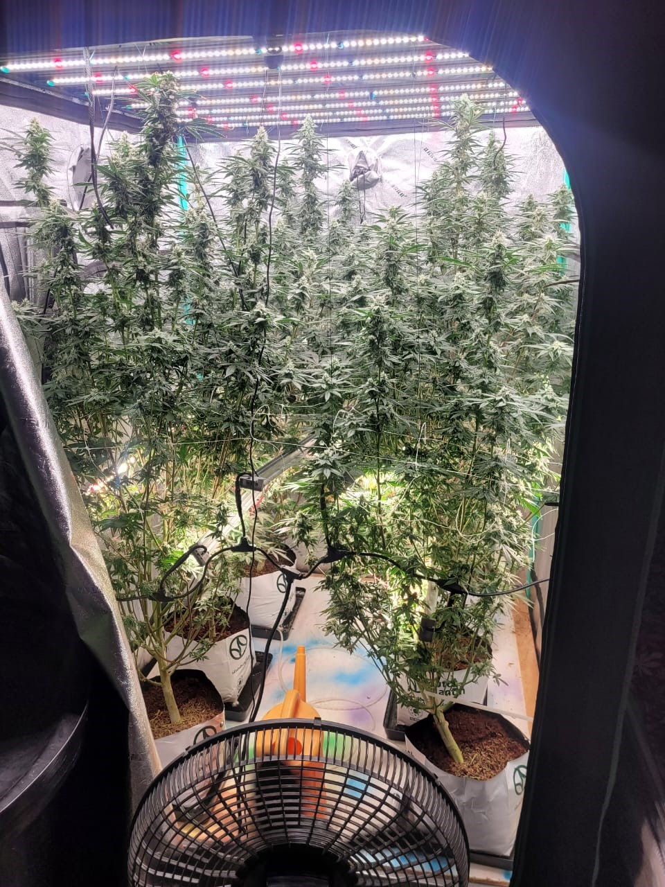 Photo 2 Narcotics seized from CD 14 11 25