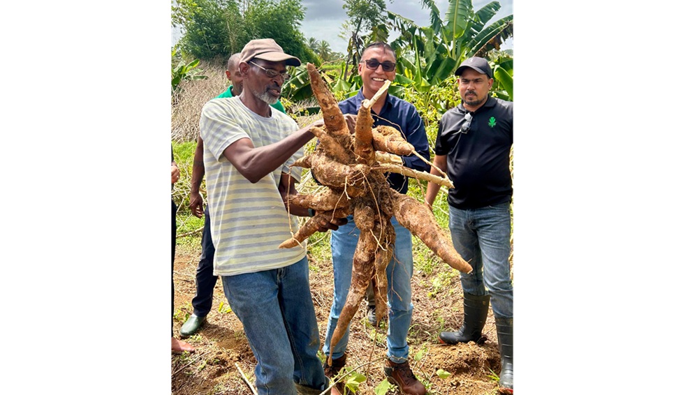 Ratiram Cassava 101125