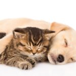 Bryden pi’s Pawfect Pets Donates $10,000 and Volunteers to Support Animal Welfare