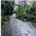 Fallen tree causes obstruction along North Coast Road