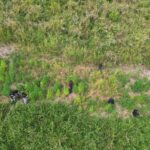 Police destroy cannabis plantation in Diego Martin