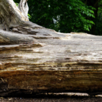 Sawmill owner killed by falling tree