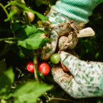 NATI offering free agriculture training courses