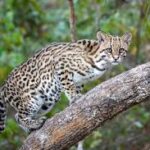 Agriculture Ministry says injured ocelot is receiving treatment