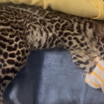 EMA to work more rigorously with TTPS, Wildlife Section to protect wildlife