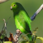 2026 EMA Green Leaf Awards nomination process opens