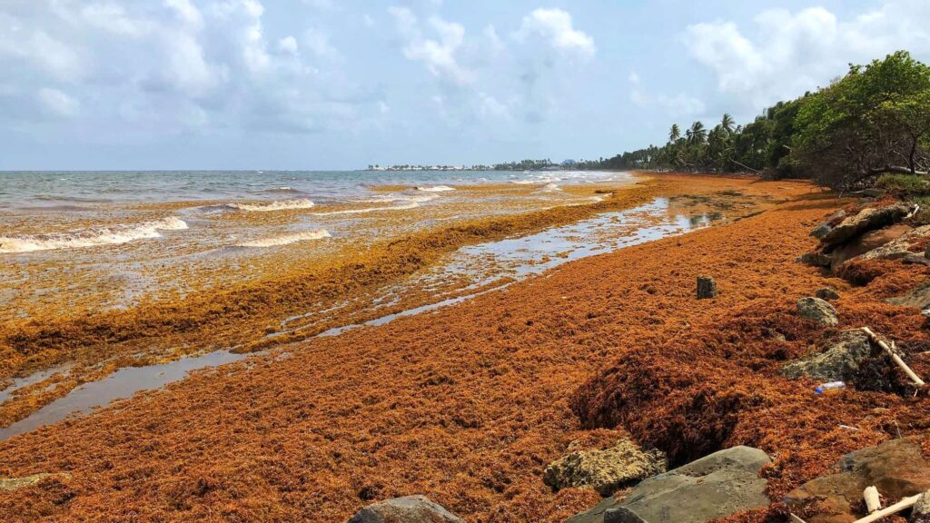 Sargassum