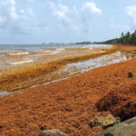 New sargassum challenge to Tobago hoteliers