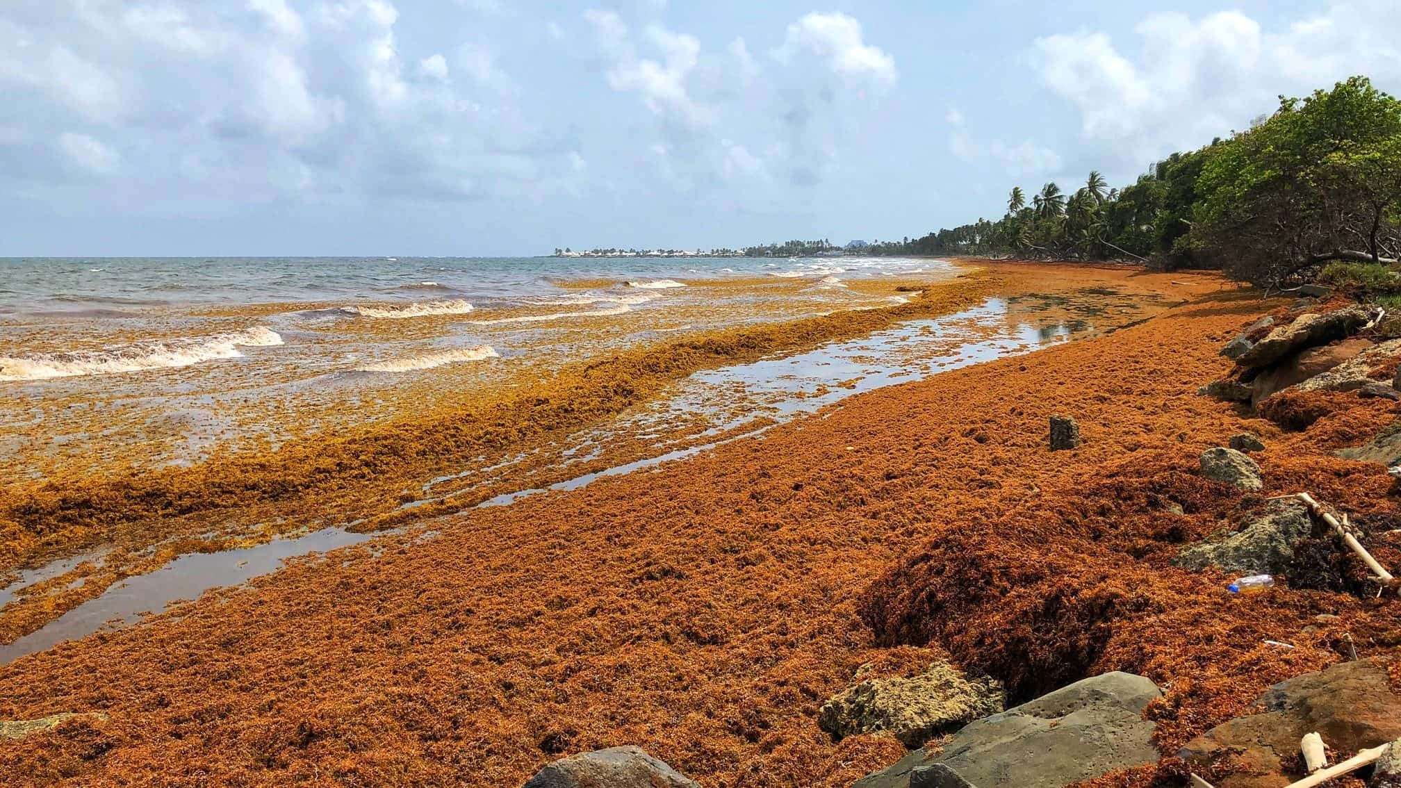 Sargassum