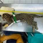 Ministry investigating Ocelot shooting