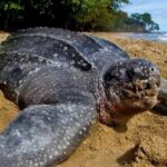 Leatherback turtle nesting season underway