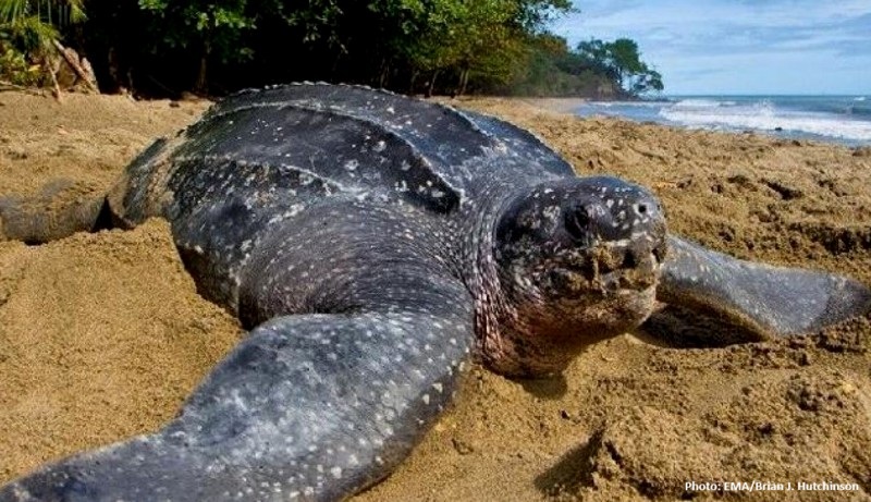 Leatherback Turtle