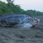 Ministry of Defence adopts “zero tolerance” approach to turtle nesting season violators