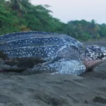 Turtle nesting season drawing to a close
