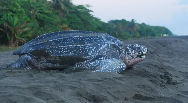 Leatherback turtle