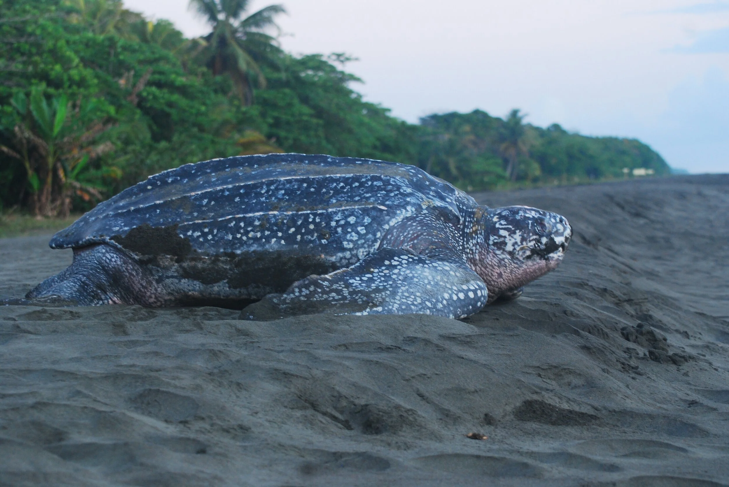 Leatherback turtle
