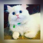 Missing cat found and reunited with owners