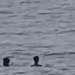 Bathers flee La Cuevas waters after mysterious fin spotted