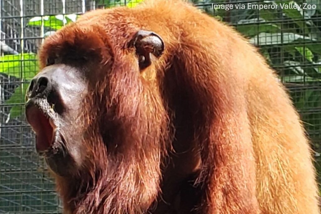 red howler monkey