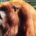 Yellow Fever found in dead monkey, Ministry confirms no human cases