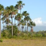 EMA pushes efforts to protect Aripo Savannas