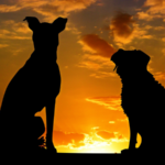 Ministry warns: cruelty to animals a criminal offence