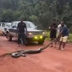 Iwokrama Centre Condemns Harassment of Giant Green Anaconda