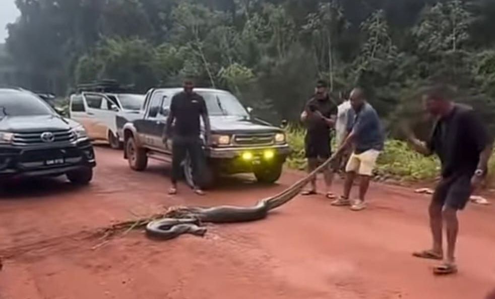 Giant Green Anaconda