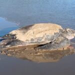More than 300 leatherback turtles nest at Las Cuevas this week