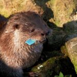 Zoo treating injured otter